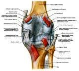 Anatomie: heup,bovenbeen,knie,onderbeen,enkel,voet,acetabulum,collum femoris,trachanter,femur,epicondyl,meniscus,kruisband,cruciate ligament,patella,knieschijf,tibia,fibula,malleolus,talus,calcaneus,tarsus,metatarsus,phalanx,falanx,quadriceps femoris,rectus femoris,sartorius,tensor fasciae latae,tractus iliotibialis,biceps femoris,gastrocnemius,semimembranosus,semitendinosus,soleus,suralis,vena saphena parva,vena saphena magna,sciatic,ischiadicus,peronea